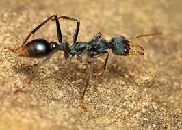 Image result for ant bite