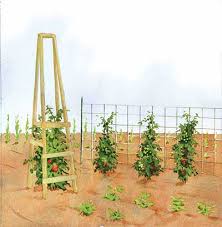 This trellis is an easy diy project. 53 Tomato Trellis Designs Completely Free Epic Gardening