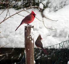 Birds That Look Like Cardinals But Aren T Winter Cardinal Birds Beautiful Birds Winter Images