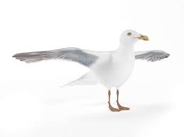White Seagull Bird 3d Model Bird 3d Model Model