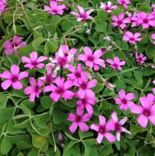 Image result for Oxalis debilis