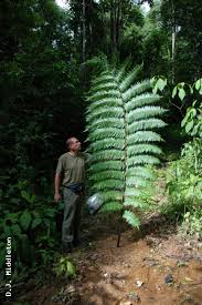 Image result for Vandenboschia gigantea