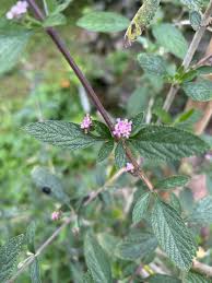Image result for Lippia