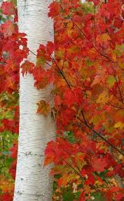 Birch Trees In Fall Photos Red Leaves Of A Sugar Maple Wrapped Around A Birch Tree Autumn Scenery Autumn Scenes