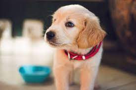 Encouraging your dog to drink water. My Dog Won T Drink Water Top 5 Reasons And Best Solutions Tractive