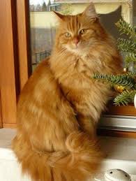 Ankara Kedisi Sarman Cats Orange Cats Norwegian Forest Cat