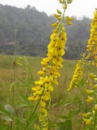 Image result for Crotalaria oocarpa
