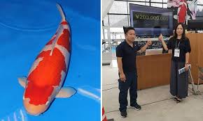 Kemungkinan besar anda bisa membawa pulang hasil kemenangan yang hebat. Ikan Koi Termahal Di 2018 Merahputih