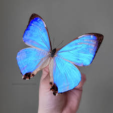 Image result for Malaxis schliebenii