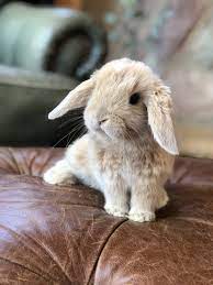 Baby Bunnies For Sale Near Me - Baby Viewer