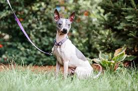 We did not find results for: American Hairless Terrier Dog Breed Information