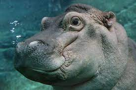 Bubbles Hippo Hungry Hippos San Diego Zoo