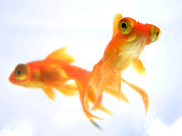 Telescope eye goldfish usually measures between roughly 4 and 6 inches, but they have been known to reach 8. About Telescope Goldfish Oh What Big Eyes You Have My Goldfish Is Alive