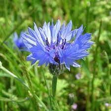 Cornflower Only Foods