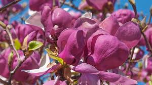 Most varieties grow about 15 to 20 feet tall, though the downy serviceberry ( a. The Best Small Trees For Every Type Of Small Yard And Garden Sunset Sunset Magazine