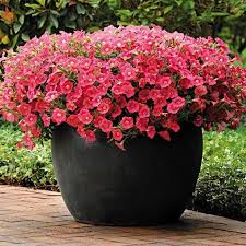 Pin Von Mariana Swanson Calderon Auf Gartenbau In 2020 Garten Pflanzen Pflanzen Garten