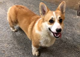 13 golden retriever puppies for sale. Pembroke Welsh Corgi Puppies For Sale Breeders Iowa City Family Forever Puppies