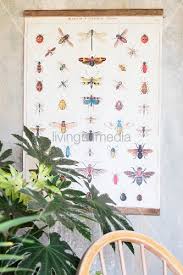 Vintage Wall Chart With Illustrations Of Buy Image