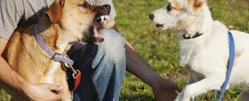 Your dogs may reveal their teeth but they aren't growling aggressively as they do so. Dog Parks And Bites What You Need To Know