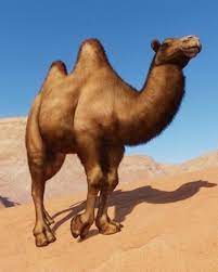 After looking at both lengths and girths (circumference), we were shocked. Bactrian Camel Planet Zoo Wiki Fandom