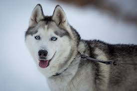 Acceptable when it occurs on dapple blue eyes are considered a disqualifying fault, and dalmatians with blue eyes will only be great dane: 9 Dogs With Blue Eyes Australian Shepherd Siberian Husky And More