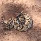 Level 1 Venomous Handling Certification Course - Kalamazoo, MI