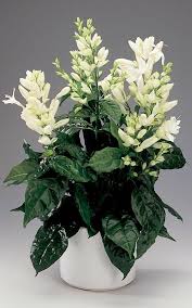 Image result for Whitfieldia