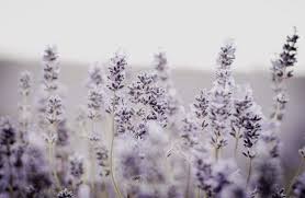 Jun 16, 2020 · preserved lavender bunch. Lavender Purple Aesthetic Photos Novocom Top