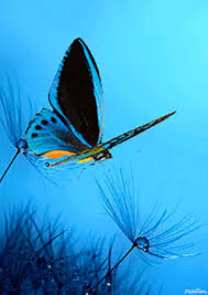 650 Butterfly Beauty Gif Ideas Butterfly Gif Beautiful Butterflies On this page you will find beautiful butterfly gif animations. 650 butterfly beauty gif ideas