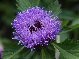 Image result for Centratherum