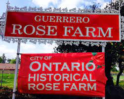 Tiny Garden Adventures My Visit To Guerrero Rose Farm Nursery Farm Nursery City Farm Farm