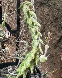 Image result for Ceropegia breviflora