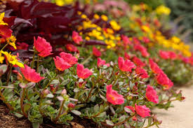 Image result for Portulaca foliosa