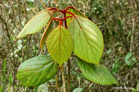 Image result for Actinodaphne