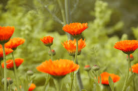 What flower is for healing. Bioxplore Discovers Healing Plants In Israel Green Prophet