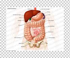 This muscle forms the anterior and lateral abdominal wall. Organ System Abdomen Anatomy Human Body Png Clipart Abdomen Abdominal Cavity Abdominal Pain Anatomy Cheek Free