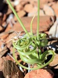 Image result for Dipcadi