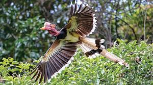 Burung enggang atau juga biasa disebut rangkong, merupakan spesies burung yang pada awalnya memiliki habitat cukup tersebar di seluruh dunia, mulai dari afrika hingga asia tenggara. Burung Enggang Greeners Co