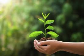 Commissione consiliare ambiente: il Comune si difende ("pianteremo 190 alberi a fronte di 133 abbattuti), il tema resta caldo