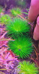 Image result for Eriocaulon