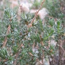 Image result for Eriocephalus racemosus