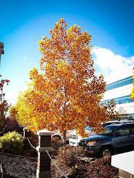 It is a hardwood tree that's native to most of especially since tulip poplars are susceptible to certain diseases. Buy Tulip Poplar Trees Online The Tree Center