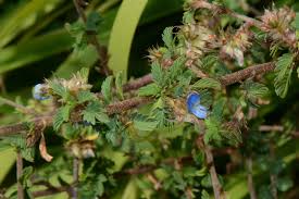 Image result for Kotschya strigosa