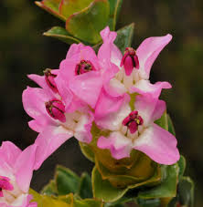 Image result for Penaeaceae