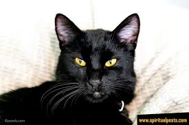 Black Cat Spiritual Meanings & Symbolism (Crosses Path!) | Spiritual Posts