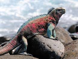 14 Unique Animals Of The Galapagos Islands Marine Iguana Iguana Animals