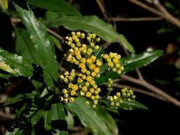 Image result for Psiadia punctulata