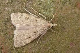Image result for Scoparia subfusca