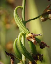 Image result for Eulophia alta