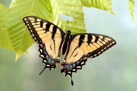 Image result for swallowtail butterfly